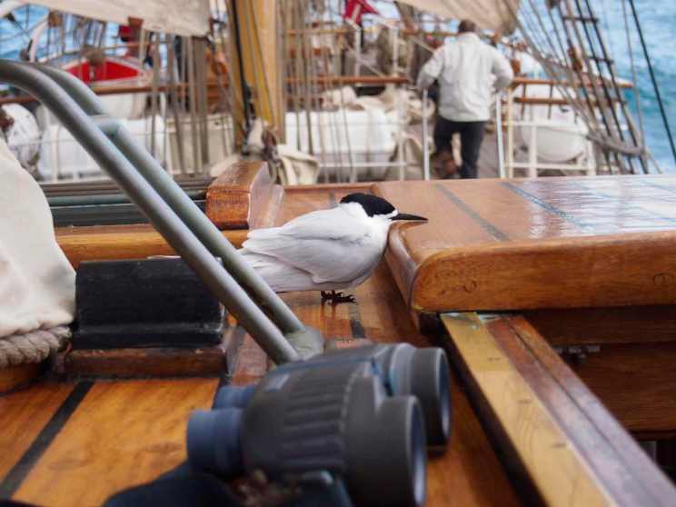 A tern sits momentarily on the ship